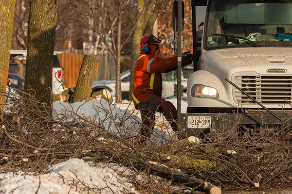 How Quickly Can a Tree Removal Service Respond to an Emergency?